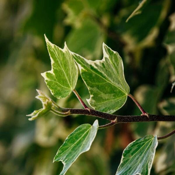 Harmonia Vegetal